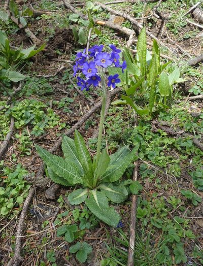 Primula griffithii, photographed by Thibaud Aronson