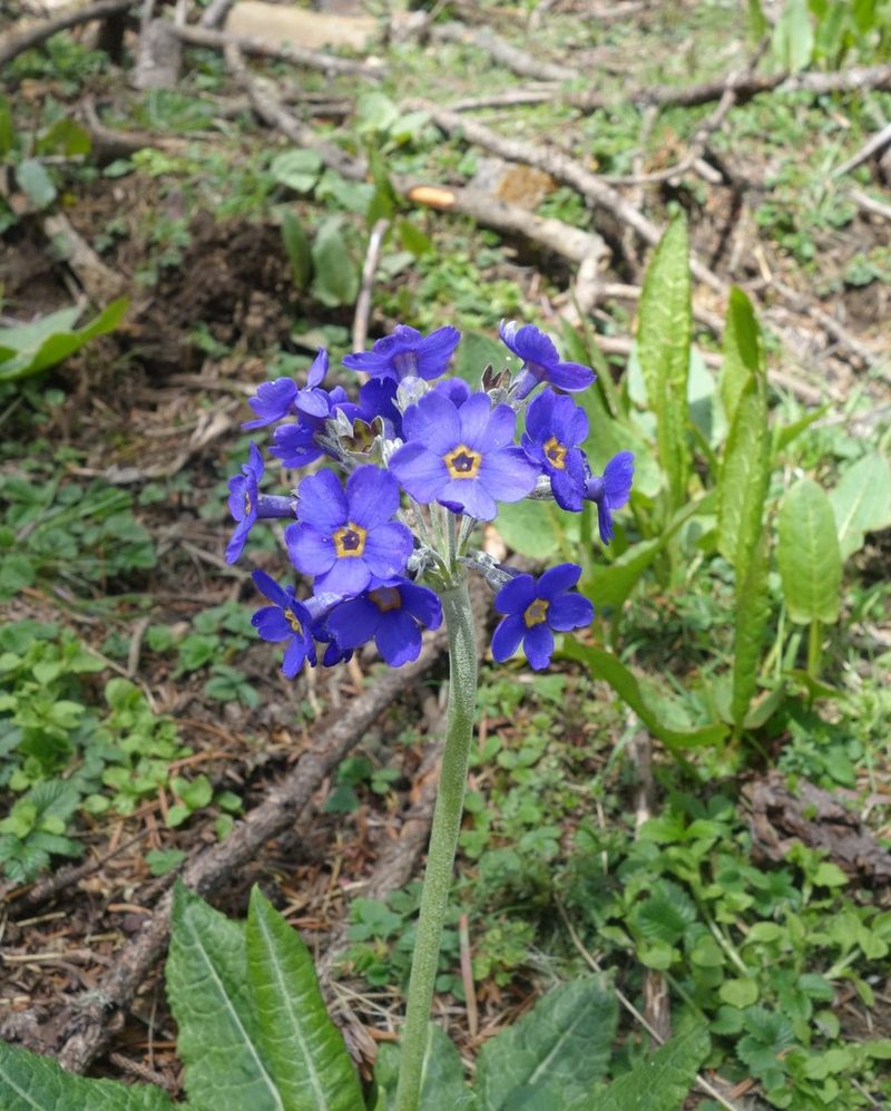 Primula griffithii, photographed by Thibaud Aronson