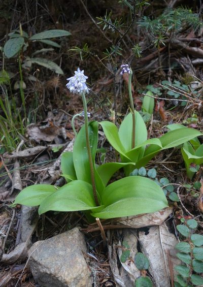 Clintonia udensis, photographed by Thibaud Aronson