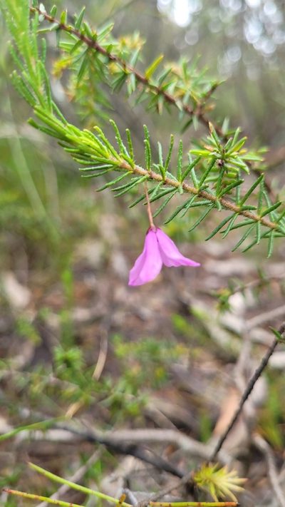 Tetratheca neglecta, photographed by Eamonn Culhane