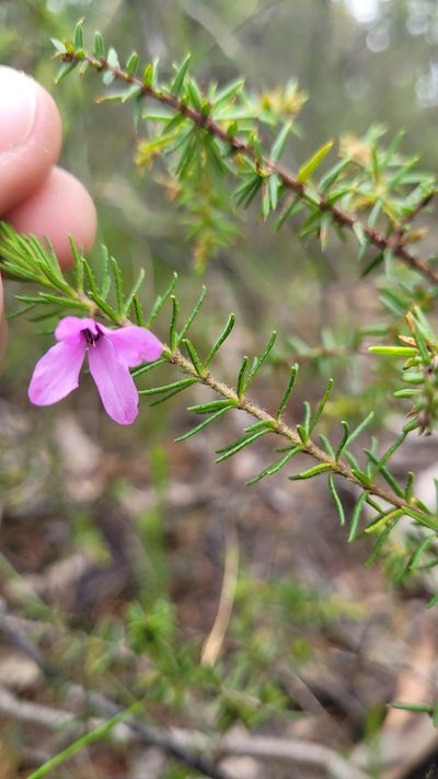 Tetratheca neglecta, photographed by Eamonn Culhane