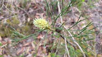 Petrophile pulchella, photographed by Eamonn Culhane
