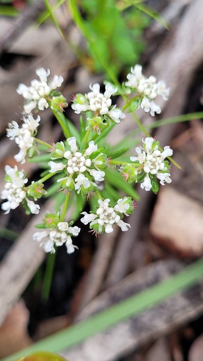 Poranthera ericifolia, photographed by Eamonn Culhane
