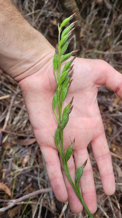 Thelymitra circumsepta, photographed by Eamonn Culhane