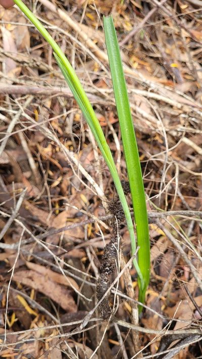 Thelymitra circumsepta, photographed by Eamonn Culhane