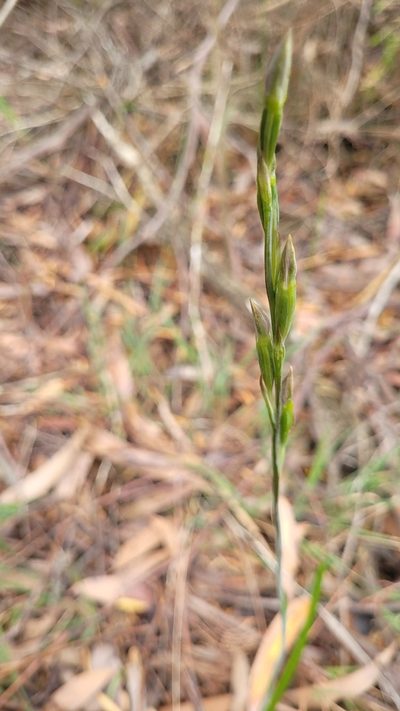 Thelymitra circumsepta, photographed by Eamonn Culhane