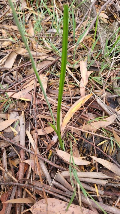 Thelymitra circumsepta, photographed by Eamonn Culhane