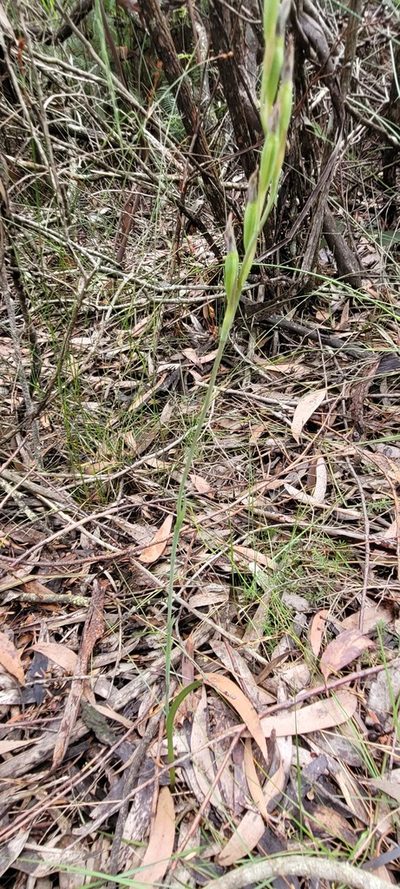 Thelymitra circumsepta, photographed by Eamonn Culhane