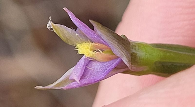 Thelymitra circumsepta, photographed by Eamonn Culhane