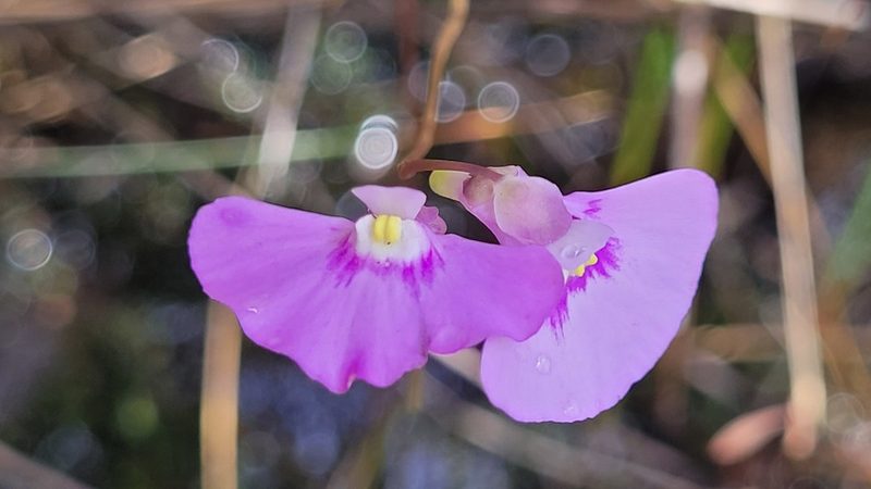 Utricularia uniflora, photographed by Eamonn Culhane