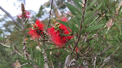 Melaleuca citrina, photographed by Eamonn Culhane