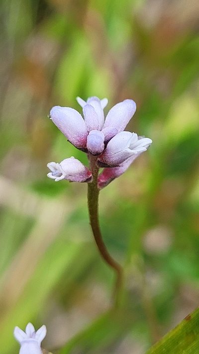 Conospermum tenuifolium, photographed by Eamonn Culhane