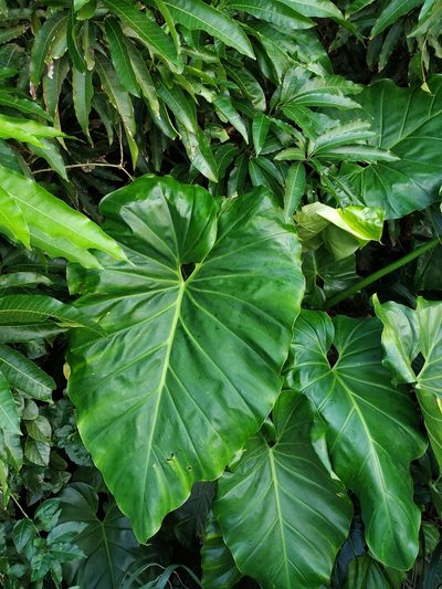 Philodendron giganteum, photographed by Michael Bakker Paiva