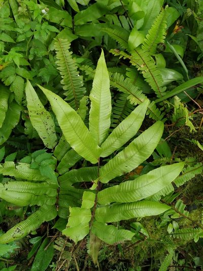 Meniscium reticulatum, photographed by Michael Bakker Paiva