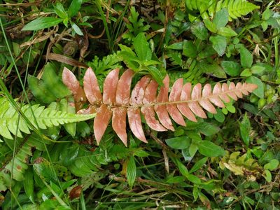 Blechnum occidentale