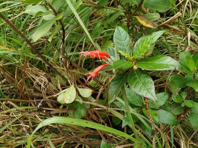 Gesneria ventricosa, photographed by Michael Bakker Paiva