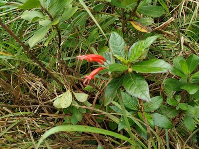 Gesneria ventricosa, photographed by Michael Bakker Paiva