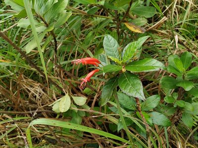 Gesneria ventricosa, photographed by Michael Bakker Paiva