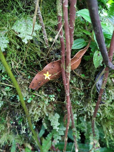 Voyria aphylla, photographed by Michael Bakker Paiva