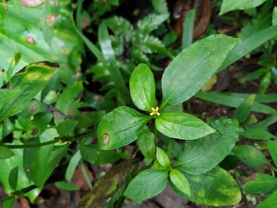 Synedrella nodiflora, photographed by Michael Bakker Paiva