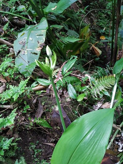 Urceolina amazonica, photographed by Michael Bakker Paiva