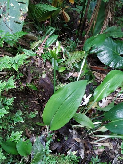 Urceolina amazonica, photographed by Michael Bakker Paiva