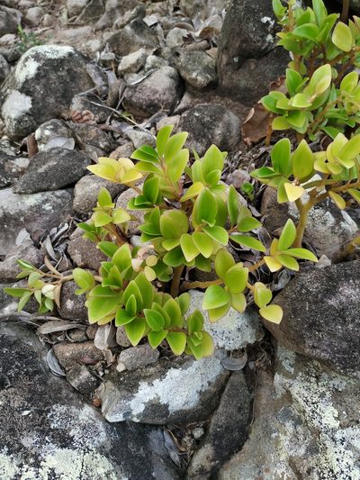 Peperomia myrtifolia, photographed by Michael Bakker Paiva