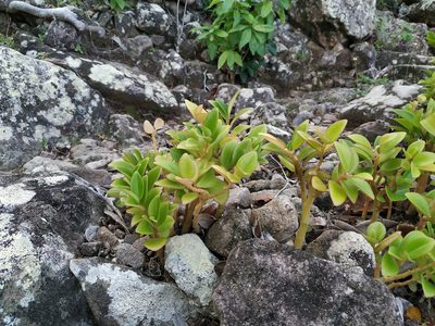 Peperomia myrtifolia, photographed by Michael Bakker Paiva