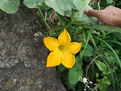 Cucurbita moschata, photographed by Michael Bakker Paiva