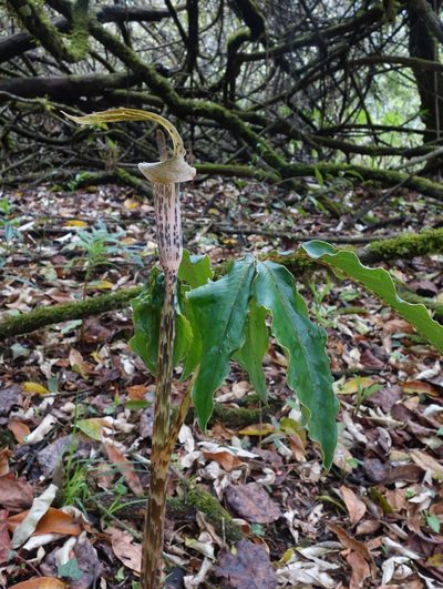 Arisaema nepenthoides, photographed by Thibaud Aronson