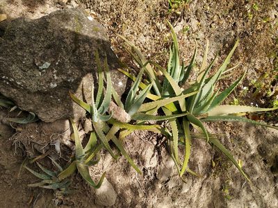 Aloe vera, photographed by Michael Bakker Paiva
