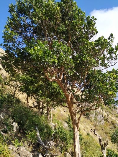 Pimenta racemosa, photographed by Michael Bakker Paiva