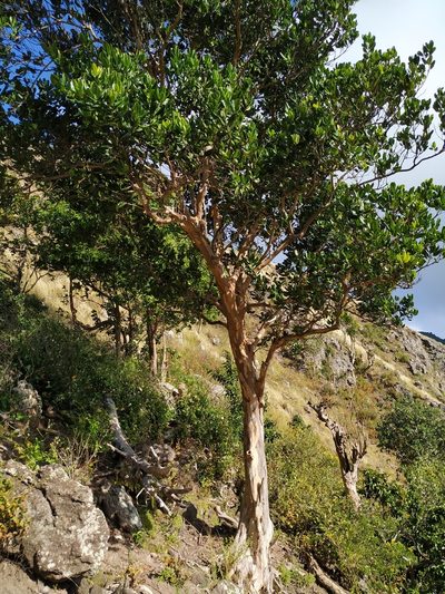 Pimenta racemosa, photographed by Michael Bakker Paiva