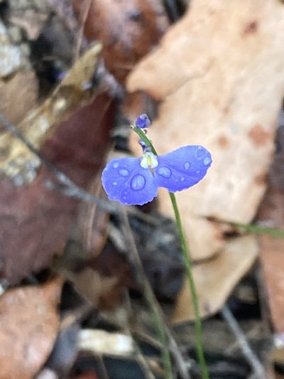 Comesperma sphaerocarpum, photographed by prossington