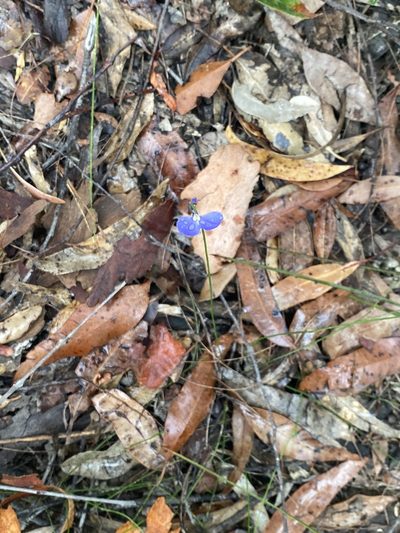 Comesperma sphaerocarpum, photographed by prossington