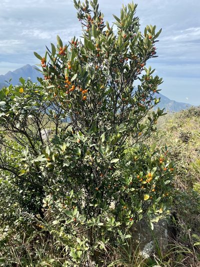 Citrus japonica, photographed by Toby Y