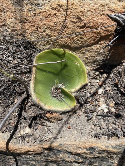 Holothrix pilosa, photographed by Dave U