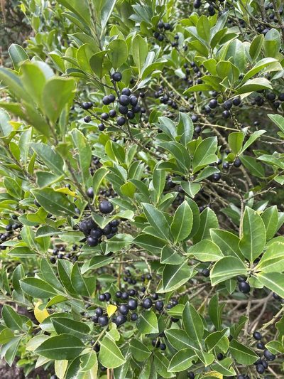 Ilex triflora, photographed by Toby Y