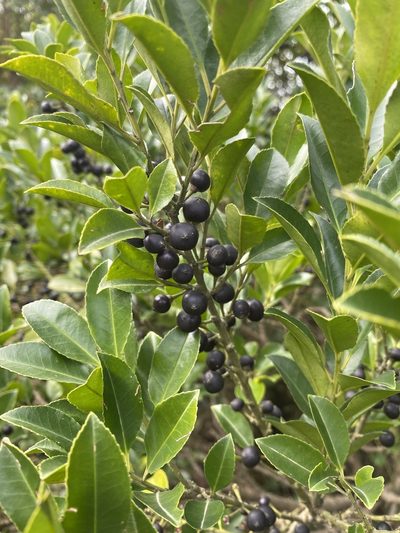 Ilex triflora, photographed by Toby Y