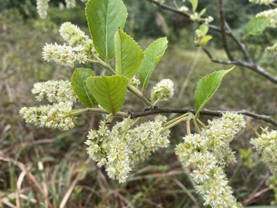 Homalium cochinchinense, photographed by Toby Y