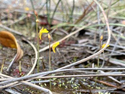 Utricularia bifida, photographed by Toby Y