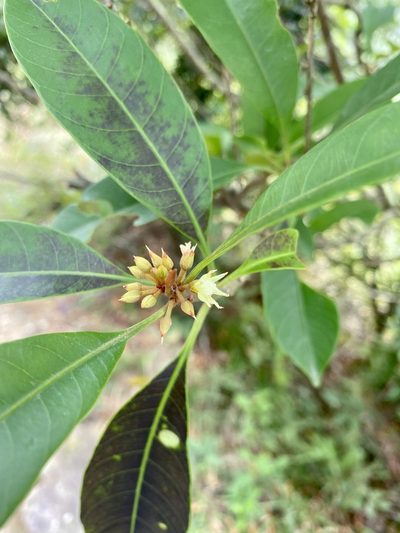 Sideroxylon wightianum, photographed by Toby Y
