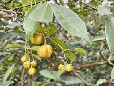 Euonymus nitidus, photographed by Toby Y