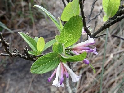 Wikstroemia monnula, photographed by Toby Y