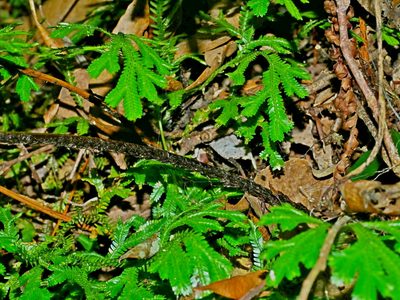 Dryopteris formosana, photographed by Jacy Chen