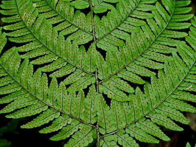 Dryopteris formosana, photographed by Jacy Chen
