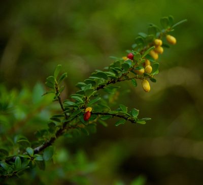 Maytenus disticha, photographed by Nicolás Villaseca Merino