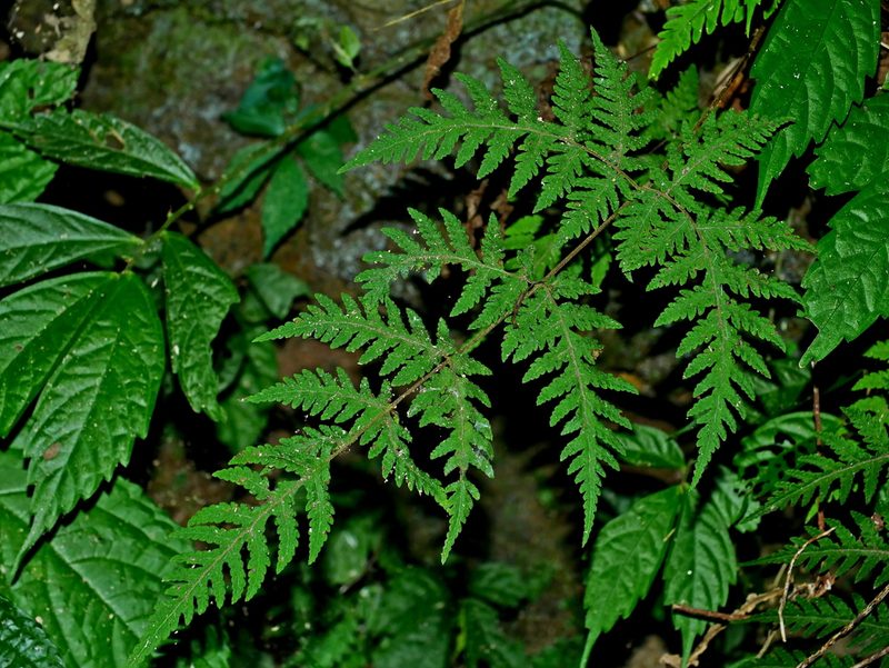 Tectaria membranacea, photographed by Jacy Chen
