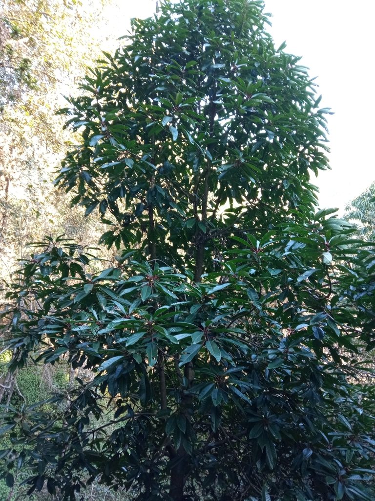 Daphniphyllum chartaceum, photographed by Maya Lodhiyal