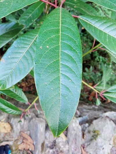 Daphniphyllum chartaceum, photographed by Maya Lodhiyal